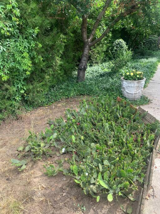 Erd - Csendes, Kenyelmes Csaladi Haz Apartment Bagian luar foto